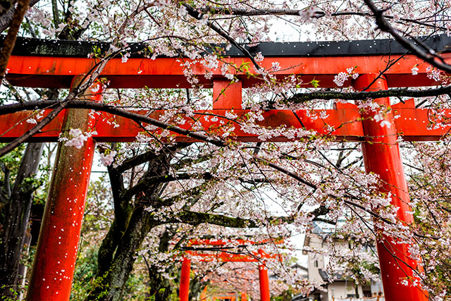 Takenaka Inari Jinja Shrine gates